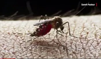 Ecuador registra 10 casos del virus del Zika