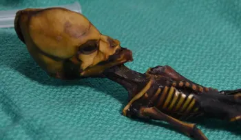 Resuelven el misterio del esqueleto "extraterrestre" de Chile