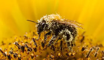 Fin del holocausto de las abejas: una empresa de EE.UU. retira sus productos con un químico mortal