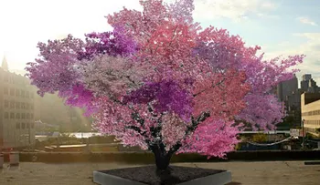 Desarrollan árbol que produce 40 tipos de frutas
