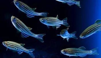 Hormona sexual en peces podría ayudar en tratamientos de fertilidad