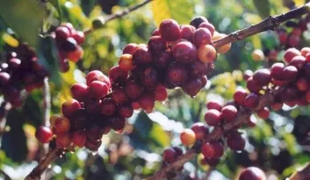 Codocafe pagará en julio deuda de 14 millones a obreros Región Enriquillo 