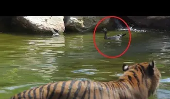 Batalla desigual: "El pato más valiente del mundo" desafía a un tigre y le gana 