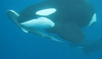 Mortal ataque de orcas a un tiburón tigre (Video)