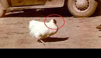 Un pollo vivió 18 meses sin Cabeza