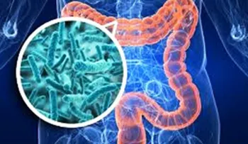 Bacterias en la flora intestinal protegen contra la obesidad