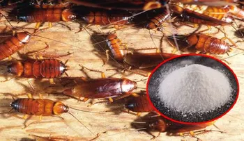 Como eliminar las cucarachas de tu casa para siempre