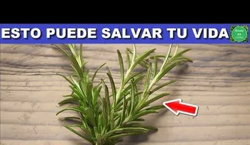 Cinco enfermedades que puede curar con una solo hojita de romero