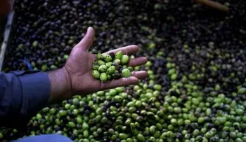 El aceite de oliva baja la presión arterial, descubren científicos 