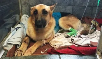 Perro recibe mordeduras al defender niña de 7 años de una serpiente de cascabel