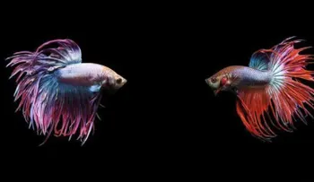 Pez betta vs pez betta, la pelea más salvaje