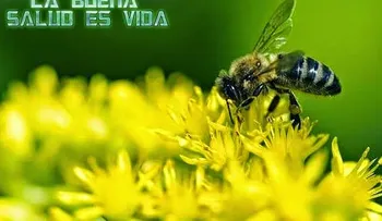 Un milagro médico: El polen de abeja