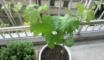Cómo cultivar uvas para crecer en macetas