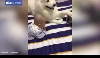 Este adorable perro muestra para qué están los amigos