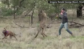 Un hombre da un puñetazo a un canguro para salvar a su perro