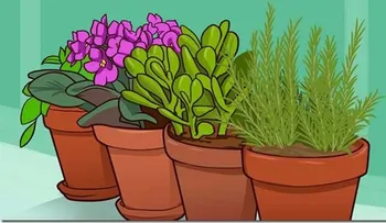 Estas 8 plantas traerán energía positiva y fortuna a tu hogar
