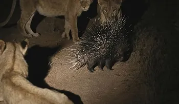 Puercoespín sobrevive de manada de leones (video)
