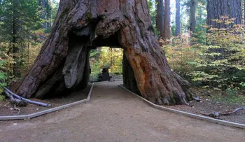 Las fuertes lluvias se llevan por delante un icónico árbol-túnel; en California