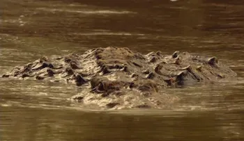 Atrapan cocodrilo se había escapado de parque