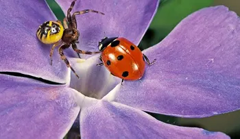 Veneno de araña para combatir el dolor