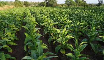 Científicos descubren una proteína en el tabaco que combatiría enfermedades mortales 