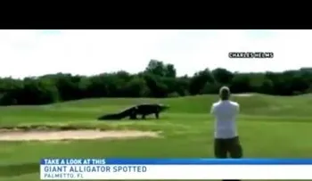 Un "monstruo del Parque Jurásico" se pasea por un campo de golf en EE.UU. (VIDEO)