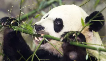 La gigante del zoológico de Washington dio a luz a un cachorro