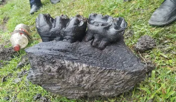 Encuentran por azar restos de mastodonte en un poblado de Colombia