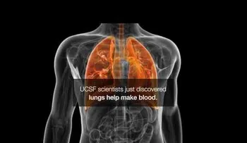Descubren una función desconocida de los pulmones (VIDEO)