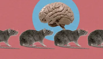 Desarrollan un fármaco que revierte los síntomas del alzhéimer en ratones