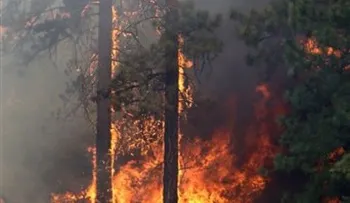 Empleado de Medio Ambiente resulta con quemaduras al intentar apagar fuego forestal