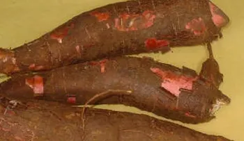 ADVIERTEN consumo de yuca amarga; puede provocarte la muerte