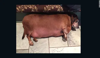 Un perro obeso y poco saludable logra una segunda oportunidad