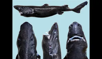 Descubren una nueva especie: el tiburón linterna ninja