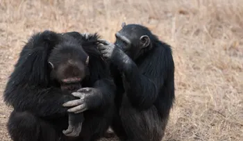 Un estudio en chimpancés sugiere que la creencia en Dios podría ser evolutiva