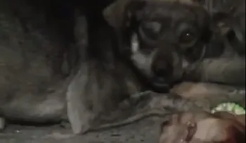 Video: Conmovedor hasta las lágrimas: un perro se niega abandonar a su amo fallecido