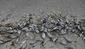 Un brote de alga tóxica en Florida está matando a miles de peces, tortugas, manatíes y hasta tiburones