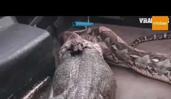 Qué haría si te encuentra con dos animales GIGANTES como estos; recibieron un gran susto y llamaron a la policía 