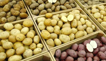 ¿Qué pasaría si solo comiéramos papas? (VIDEO)