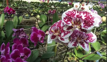 Más de medio millón de orquídeas son vendidas anualmente