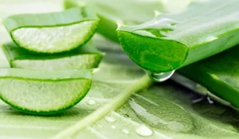 Aloe vera, la planta que es aliada de la piel 