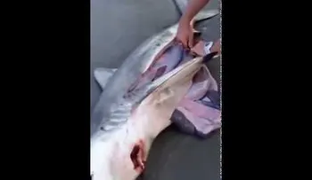 Encuentran a tres bebes dentro de un tiburón (VIDEO)