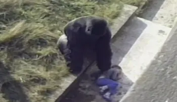 Matan a gorila en zoológico de Ohio para proteger a un niño que tenía aprisionado