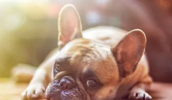 Un hombre pensó haber comprado un perro, pero resultó ser otro animal