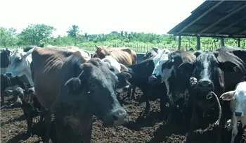 Apresan cinco hombres acusados de robar reses en Montecristi