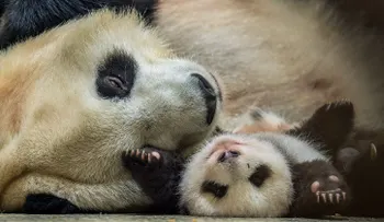 Con este curioso método están logrando salvar a los osos panda