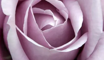 Cómo hacer crema facial de pétalos de rosas; ingredientes