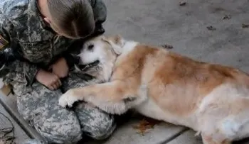 Ella estuvo ausente por 3 meses. Lo que hizo el perro a su regresoâ?¦ ¡Te derretirá el corazón!