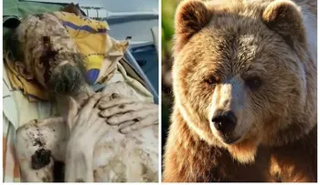 Un hombre sobrevivió un mes atrapado en la guarida de un oso que "me preservó como su comida"