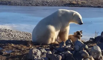 El trágico final de la tierna postal entre un oso polar y un perro